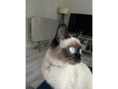 Sevimli cana yakın siyam kedisi