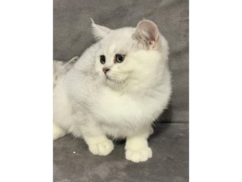 Eşsiz kalite british shorthair bebekler