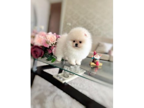 Oyuncak gibi 2 ayıcık pomeranian boo