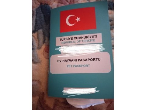 Papyon 3 aylık çok akıllı bir erkek kedimiz