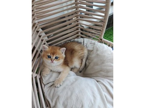 Golden british shorthair yavrum