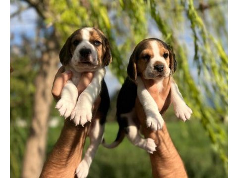 Satılık beagle yavruları