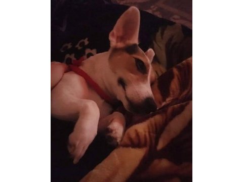 Dünyalar tatlısı jack russell kızımıza acil yuva
