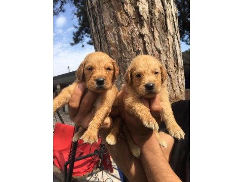 Golden retriever yavruları