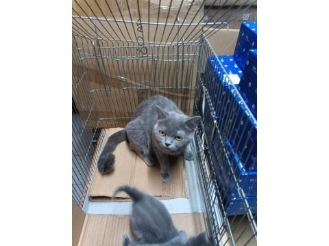 Hayran kalacağınız british shorthair yavrular