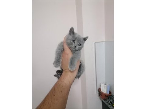British shorthair bebekleri