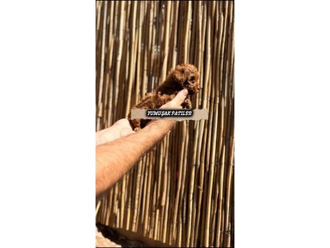 Red toy poodle