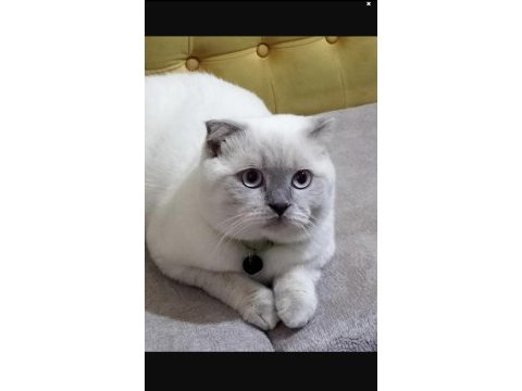 Kedimiz sütlaç için ücretsiz yuva arıyoruz