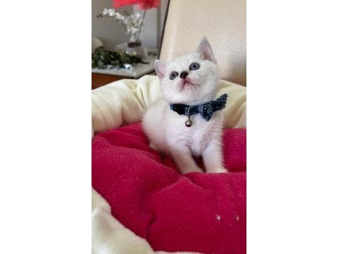 British shorthair erkek yavrumuza yuva uyguna