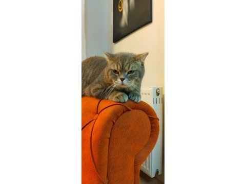 British shorthair oğlumuz