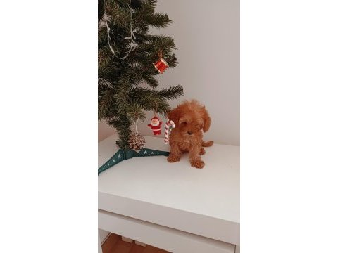 Toy poodle yavrular yeni yuvalarını bekliyor