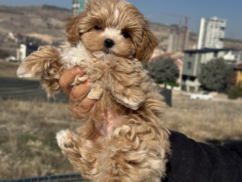 Ankarada ziyarete açık tea cup kore maltipoo