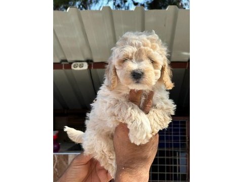 Maltipoo yavruları