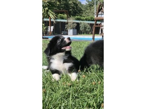 Birinci sınıf border collie yavruları 