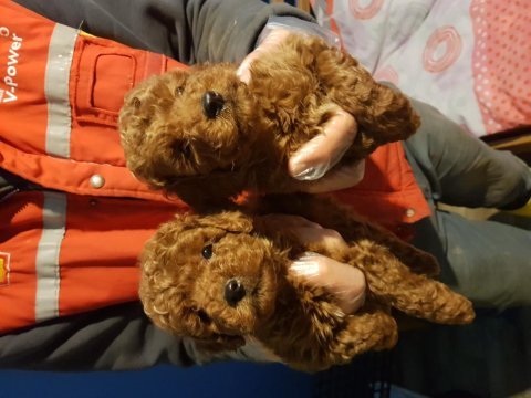 İstanbul köpek üretim çiftliğinden toy poodle yavrular
