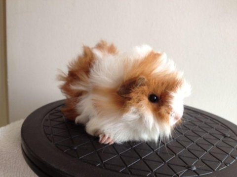 Kapıya teslim guinea pig setleri