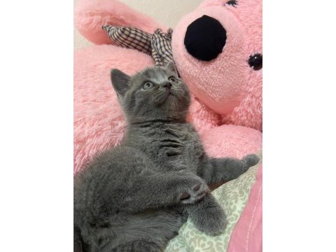 Gri saf british shorthair kedimiz kaçmaz