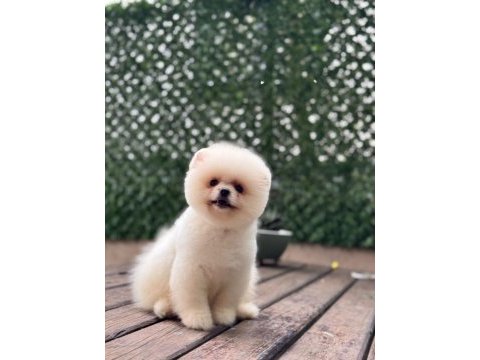 Güzel pomeranian yavrular