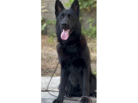 Türkiyenin en özel belçika kurdu yavruları black solid