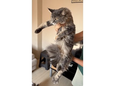 Dev maine coon dişi tortie renk
