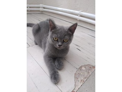 British shorthair bebeklerimiz