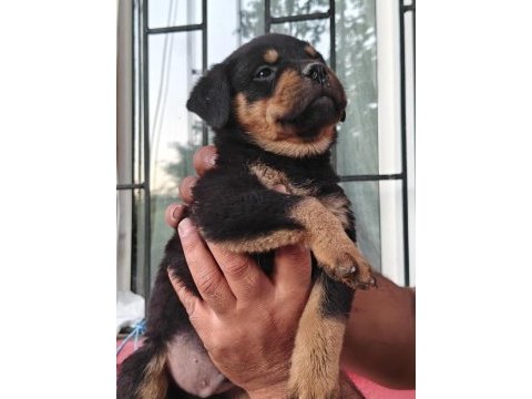 Koca kafa rottweiler yavruları
