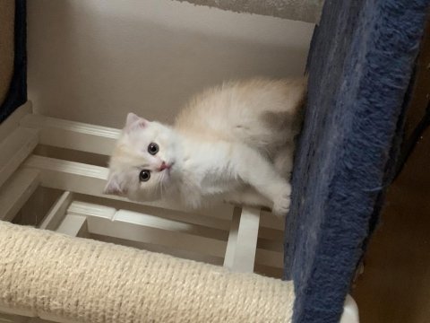 Scottish fold 2 aylık