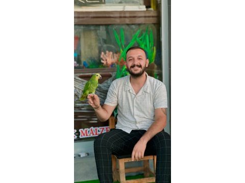 Erkek amazon papağanı