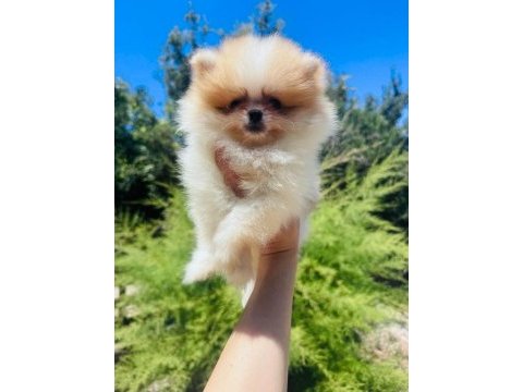 Dünyalar tatlısı üretici garantili pomeranian yavrular
