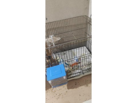 Hazır kurulu muhabbet kuşu takım açıklamayı oku