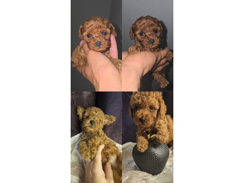 Toy poodle bebeklerimiz