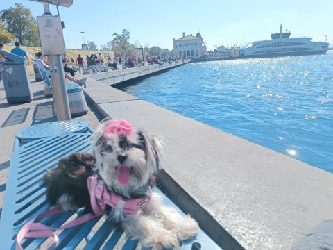Morkie 2 yaşındaki kızımıza eş arıyorum