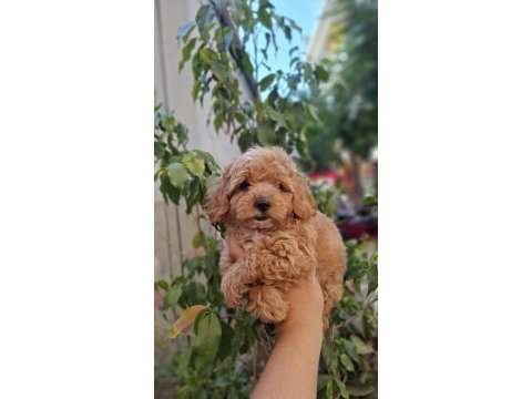 Maltipoo yavrularımız ırk ve sağlık garantili