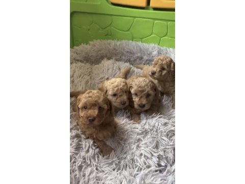 Toy poodle köpekler için ulaşın