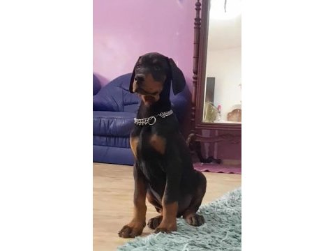 Avrupa doberman yavrularımız estetikli ve estetiksiz