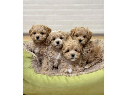 Irk ve sağlık garantili maltipoo yavrularımız