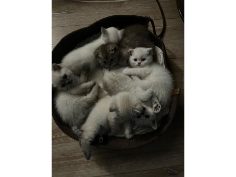 Harika british shorthair yavrularımız yeni yuvasını bekliyor