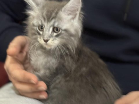 Çok özel aşılı pasaportlu maine coon yavrularımız