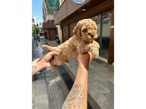 Toy poodle çocuklarım