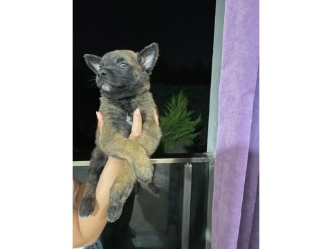 Safkan belçika kurdu yavruları