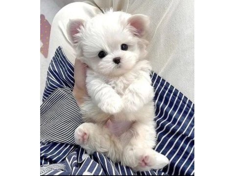Maltese terrier