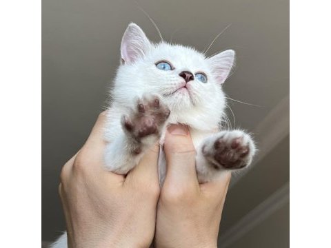 Erkek ve dişi scottish straight shorthair mükemmel gen!