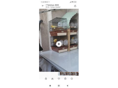 Maliuna kanarya takımları