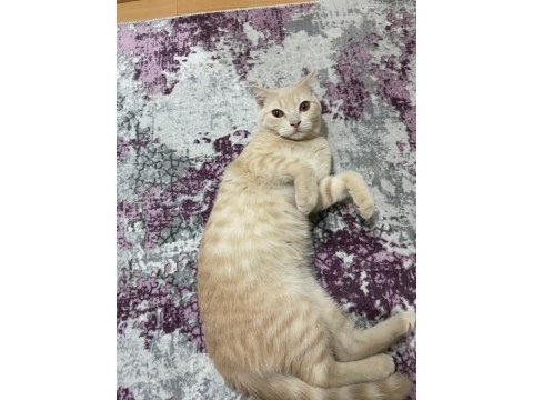 Prensimize yuva arıyoruz british shorthair