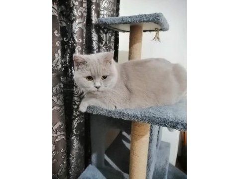 Kedi sahiplendirme scottish fold