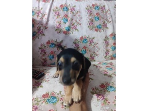 Mersin özel yavru köpekler