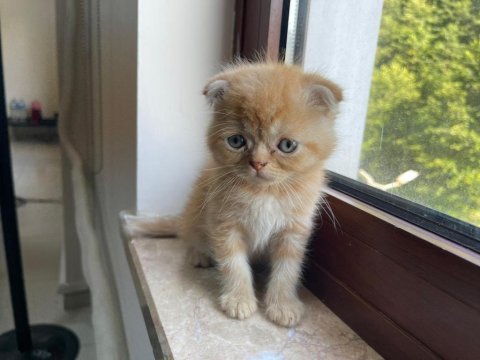 Mükemmel güzellikte asil ve uysal scottish fold
