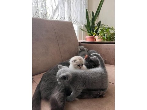 Top kafa üst sınıf british shorthair yavrular