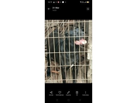 1 yaşında cane corso italyona köpeğimiz