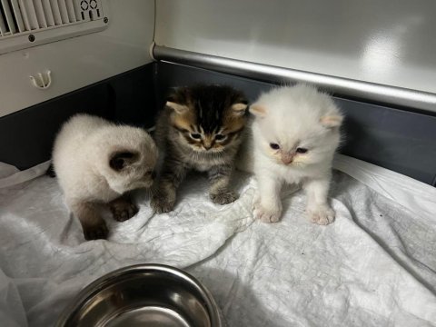 Rezerveye açık scottish fold yavrularımız